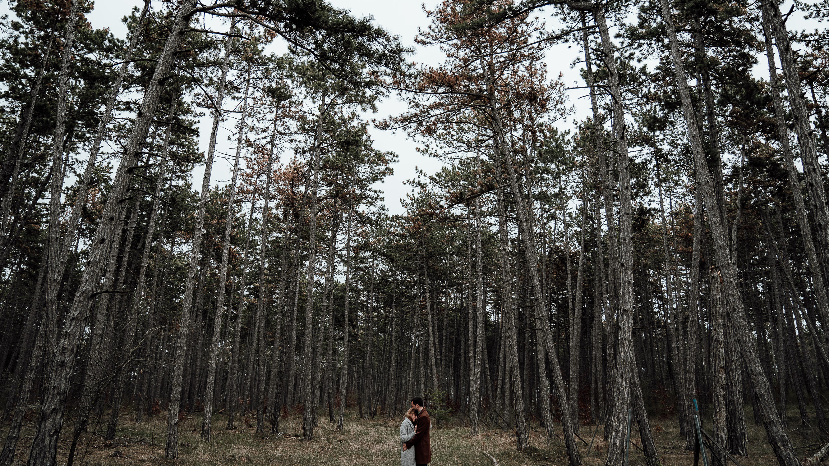 Pärchenbilder im Wald vom Hochzeitsfotograf Axel Link aus Wuerzburg